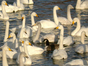 Whooper Swan © Dave Appleton, www.gobirding.eu