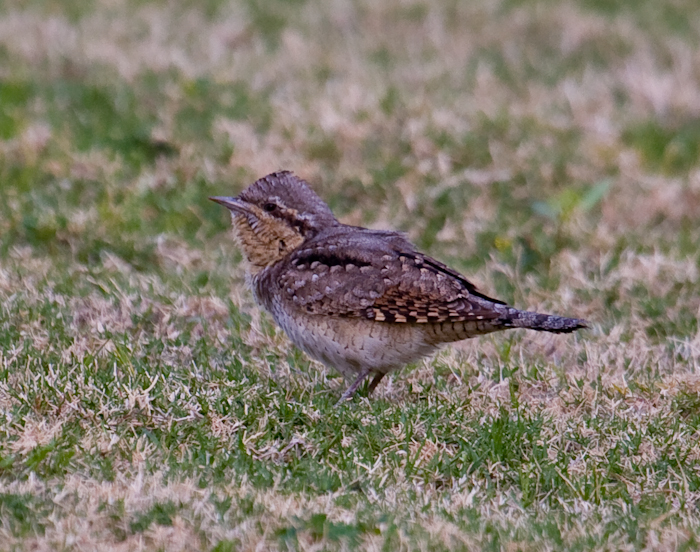 Wryneck by John Miller www.kellingnaturegallery.fotopic.net